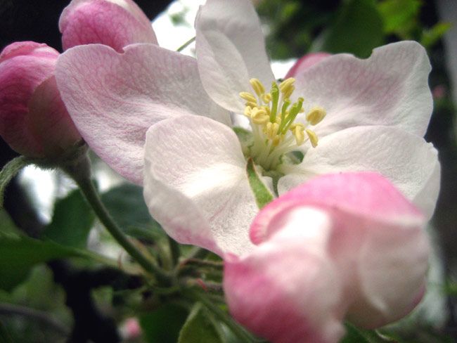 apple-blossom