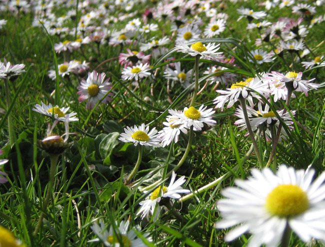 bellis (1)