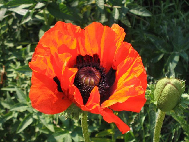 poppy