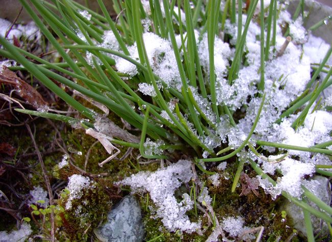 winterschnittlauch